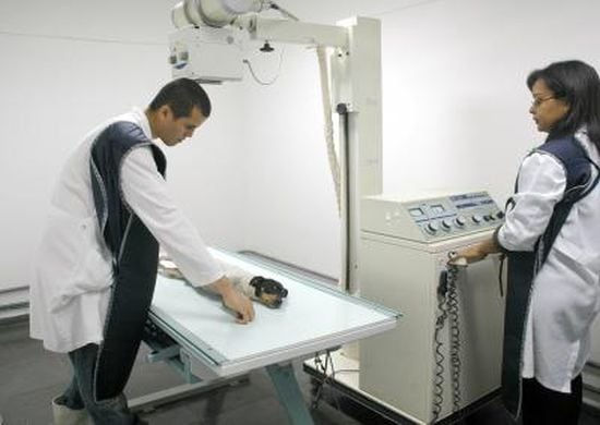 UNIVERITAS/UNG realiza Semana Acadêmica de Medicina Veterinária