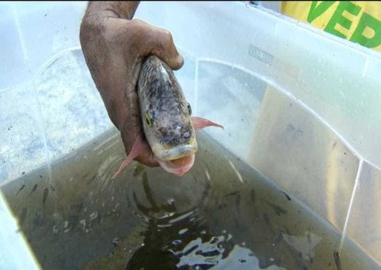 Peixes são retirados vivos de escombros em chafariz do Museu Nacional