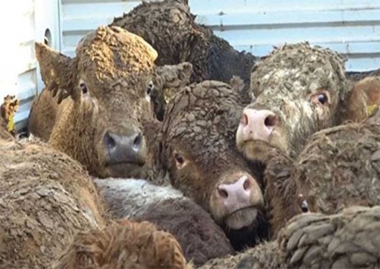 STF mantém suspensa lei que proíbe transporte de animal vivo em Santos