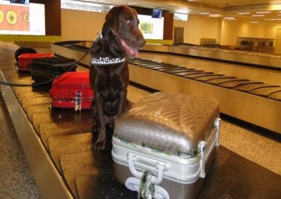 Cão ajuda na fiscalização de produtos contaminados em aeroporto de guarulhos