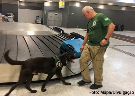 Aeroporto de Guarulhos conta com cão Thor para evitar entrada da peste suína