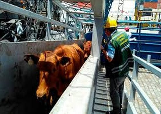 Por unanimidade, STF libera transporte de animais vivos em Santos
