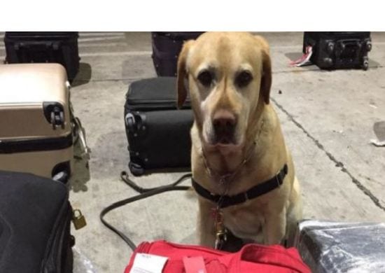 Cão farejador localiza cocaína em bagagem no aeroporto de Guarulhos
