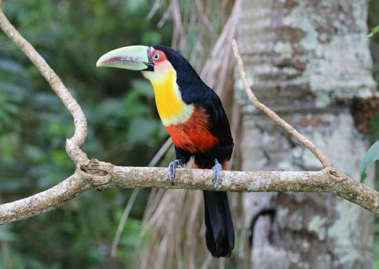 Animais retornam à natureza após reabilitação no Zoológico de Guarulhos