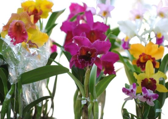 Bosque Maia tem trilhas e oficinas de orquídeas no mês de dezembro