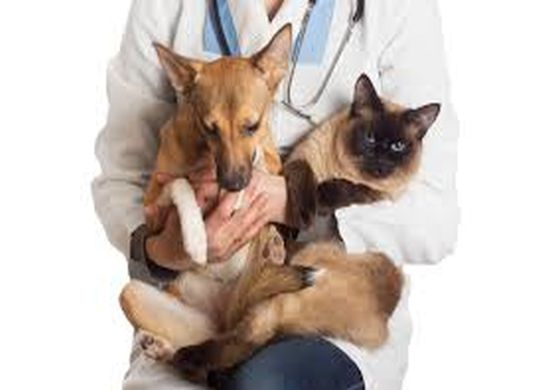 Neste sábado abre cadastramento on line para castração de cães e gatos