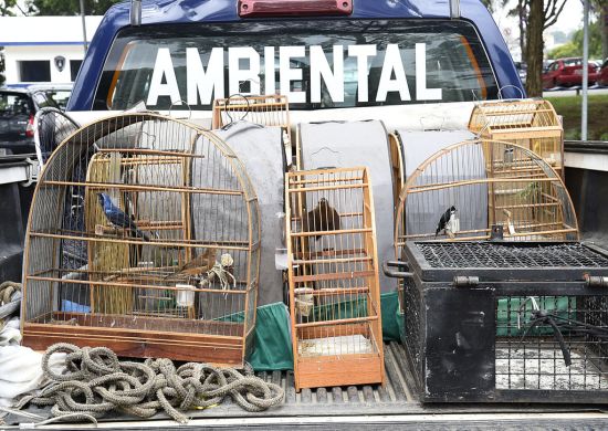 Patrulhamento Ambiental da GCM resgata pássaros no Ponte Alta