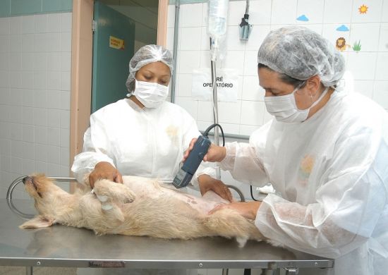Cadastramento online para castração de cães e gatos abre nesta sexta