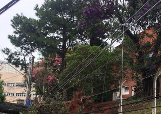 Árvore caí em cima de veículo e complica trânsito na Vila Hermínia