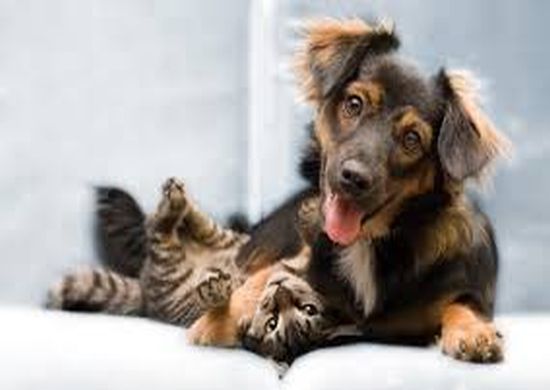 Prefeitura realiza campanha de castração de cães e gatos exclusiva para protetores e ONGs