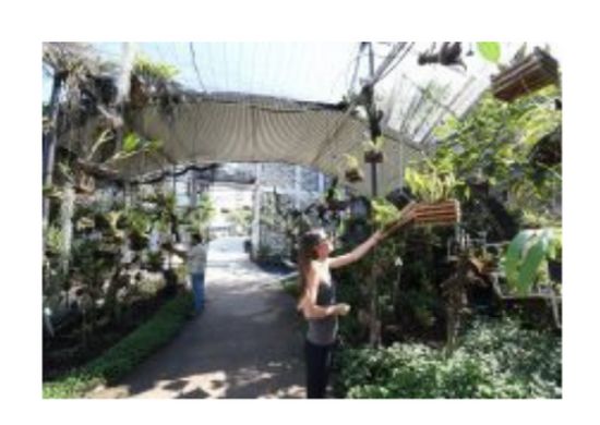 Orquidário Municipal abre novas turmas durante março