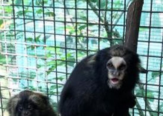 Zoológico de Guarulhos é referência em reprodução de primata ameaçado de extinção