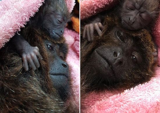 Nasce filhote de macaco bugio no zoológico de Guarulhos