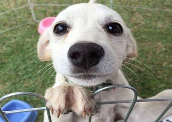Poli Shopping mais uma edição de Feira de Adoção de animais neste sábado