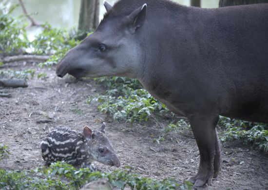 Nasce segundo bebê anta no zoológico de Guarulhos