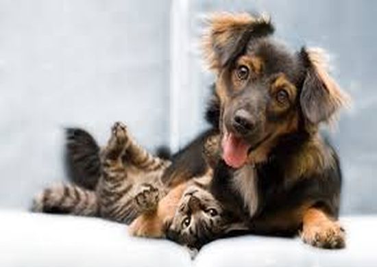 Prefeitura realiza ação especial de castração gratuita de cães e gatos