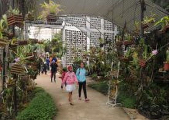Prefeitura promove oficina de cultivo básico de orquídeas neste sábado