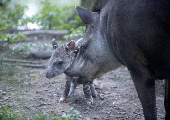 Bebê anta do zoológico de Guarulhos já tem nome: Jasmim