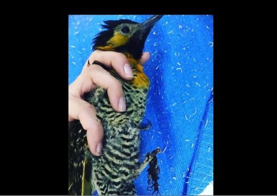 Zoológico socorre 16 pássaros feridos por linhas com cerol