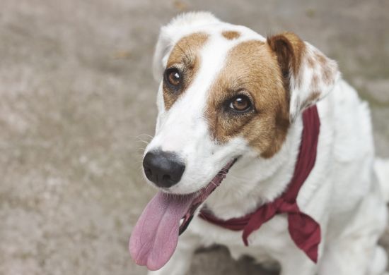 Feira de adoção do Shopping Bonsucesso promove encontro entre pets e novas famílias