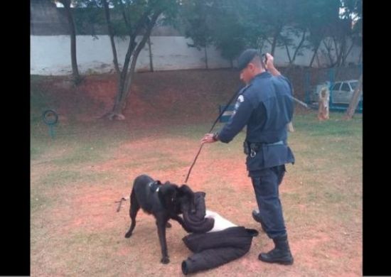 Canil da GCM recebe novos materiais para adestramento de cães