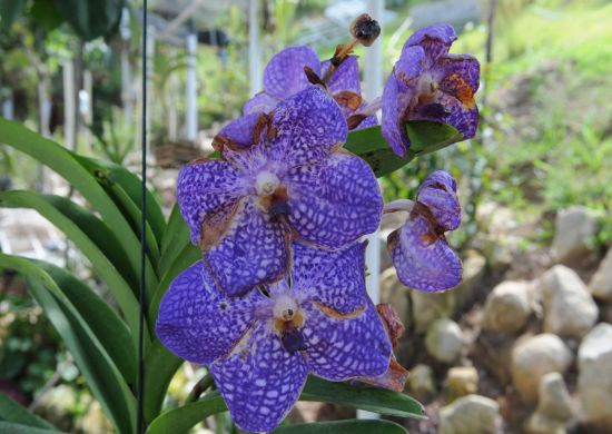 Orquidário Municipal de Guarulhos oferece cursos gratuitos em agosto