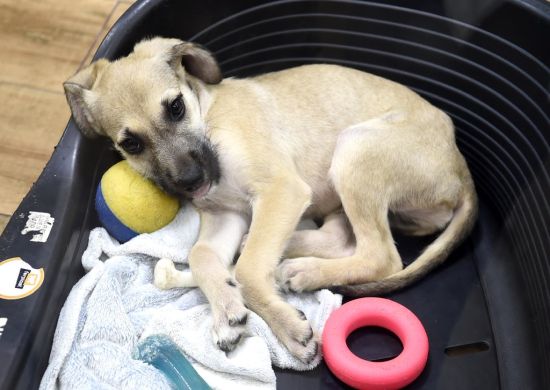 Parceria entre Prefeitura e rede Petz proporciona novos lares para 91 animais