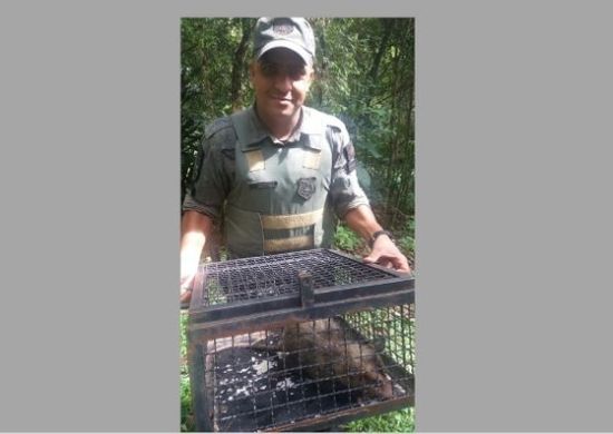 Guarda Civil resgata animal silvestre na Ponte Grande