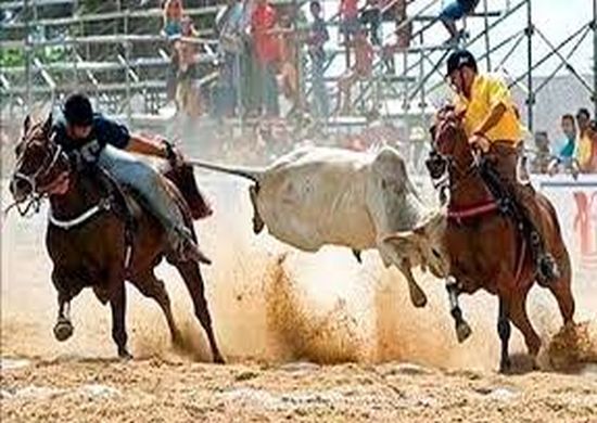 Câmara aprova projeto que regulamenta a vaquejada