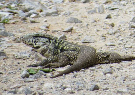 Zoo de Guarulhos reabilita e devolve à natureza 94 animais no primeiro semestre