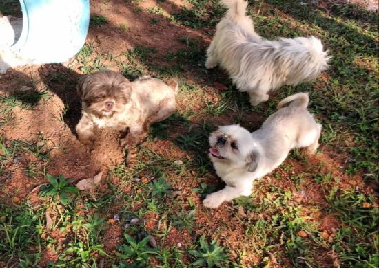 Cãezinhos resgatados de canil clandestino podem ser adotados na Petz Bosque Maia