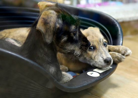 Animais do DPAN serão tratados com homeopatia e terapias alternativas
