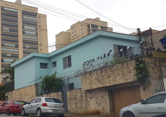 Casa infestada de pombos pode espalhar doenças pelo bairro