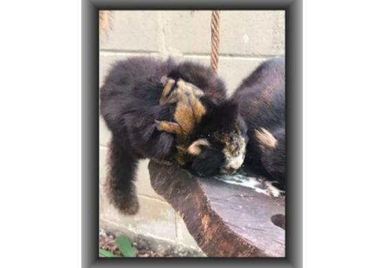 Filhotes de saguis nascem no Zoológico de Guarulhos