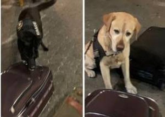 Cães farejadores encontram 6 kg de cocaína no aeroporto de Guarulhos