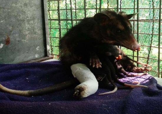 Zoológico socorre mais de 40 gambás agredidos por humanos e cães
