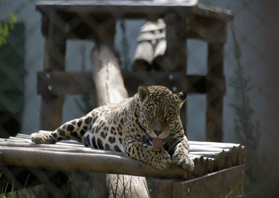 Zoológico de Guarulhos é opção de passeio nos feriados