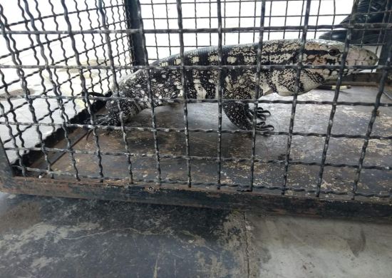 Inspetoria Ambiental da GCM resgata lagarto na Ponte Grande