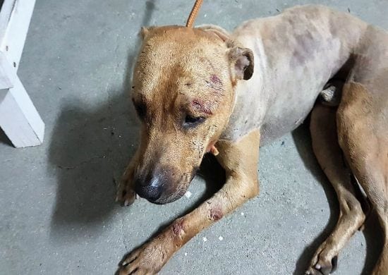 Polícia Civil prende 37 pessoas por rinha de cães em Mairiporã