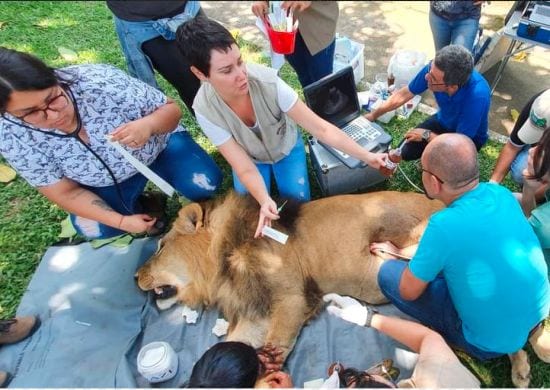 Leão do Zoológico de Guarulhos passa por check-up