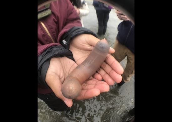 Milhares de ‘peixes-pênis’ são encontrados em praia da Califórnia após tempestade