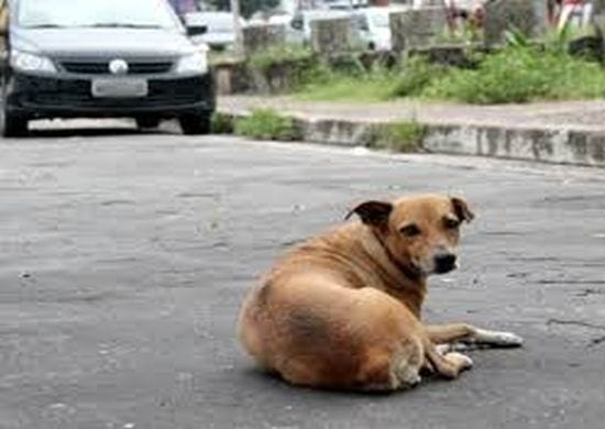 Senado pode aprovar projeto que proíbe sacrifício de animais de rua
