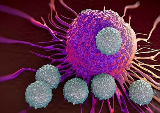 Febre hemorrágica brasileira põe em alerta cinco cidades de SP