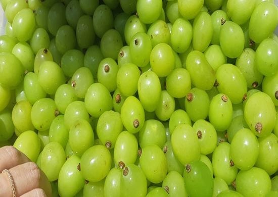 Estado de São Paulo produz a primeira uva gourmet do Brasil