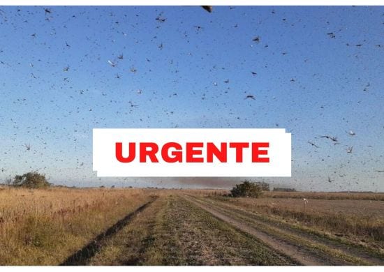 Nuvem de gafanhotos: Governo declara emergência fitossanitária