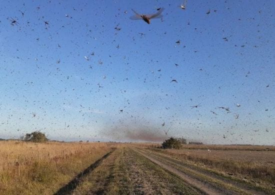 Baixa temperatura deve dificultar entrada de gafanhotos no Brasil