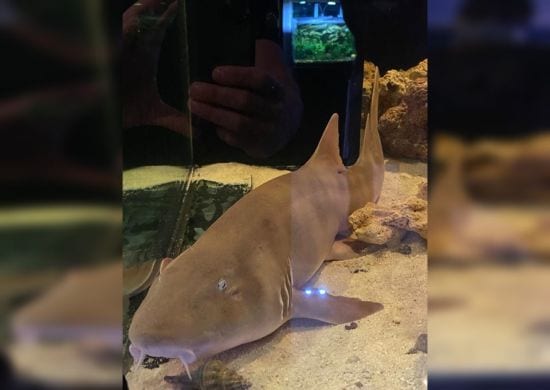 Homem que criava tubarão diz que animal nasceu de ovo que ele comprou