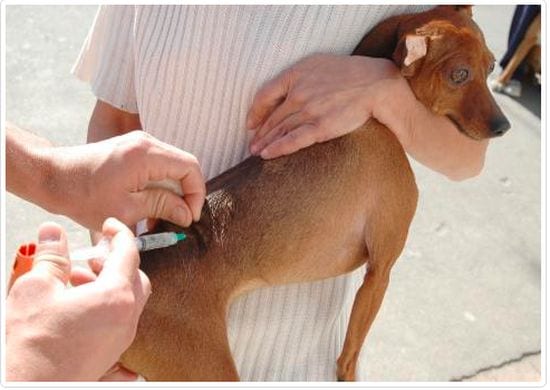 Campanha de vacinação contra a raiva animal é suspensa em todo o Estado
