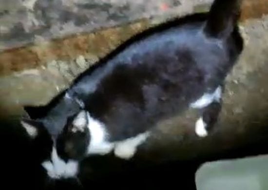 PM resgata 60 gatos encontrados em situação de abandono em Guarulhos