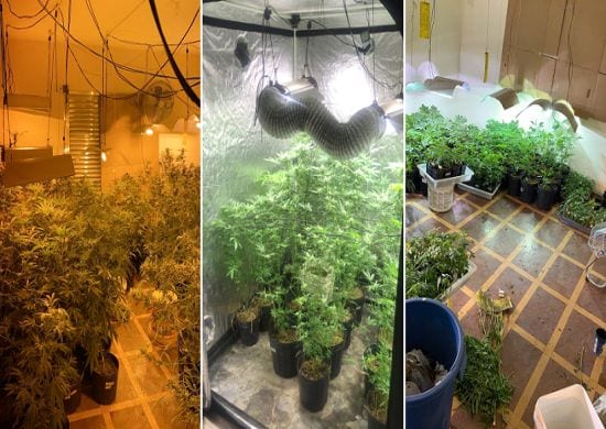 Dise de Guarulhos prende homem que cultivava maconha